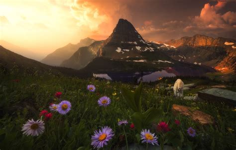 Wallpaper The Sky Clouds Landscape Sunset Flowers Mountains Goat
