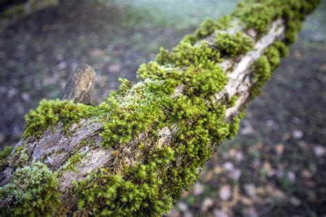 How To Get Rid Of Moss On Trees 6 Simple Steps For Killing Moss