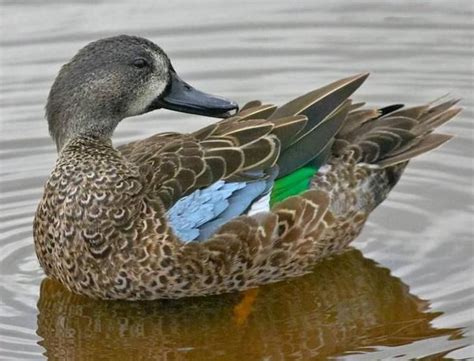 Blue Winged Teal Male Waterfowl Hunting Duck Hunting Teal Duck Blue