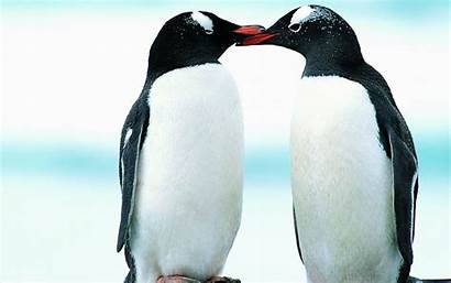 Penguin Wallpapers Awesome
