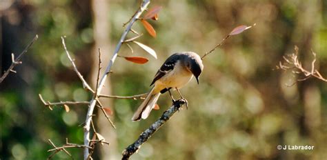 Do Birds Sleep Bird Sleep Patterns Explained