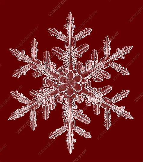 Snowflake Light Micrograph Stock Image C0232417 Science Photo