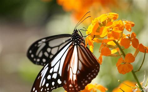Free Butterfly Wallpapers Wallpaper Cave