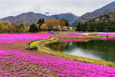 Premium Photo Field Of Pink Moss At Yamanashi Japan Fuji