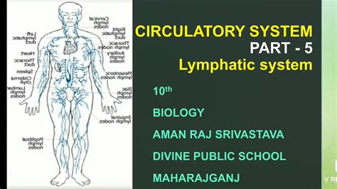 Circulatory System Part 5 Lymphatic System Youtube