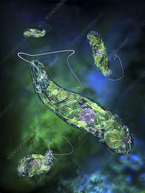 Euglena Flagellate Protozoa Stock Image Z1000230 Science Photo