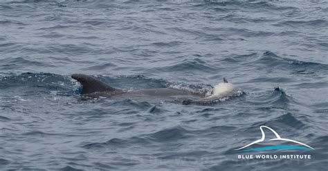 Female Bottlenose Dolphin Mourning Her Dead Calf Blue World Institute