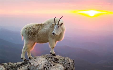 Mountain Goat Wallpapers Top Free Mountain Goat Backgrounds