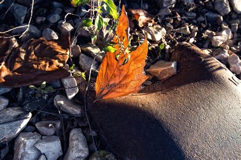 Brilliant Red Fall Leaf On River Rocks Stock Photo Image