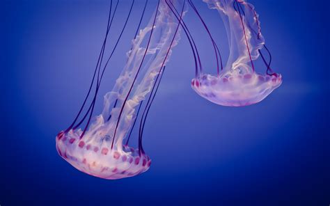 Daily Wallpaper Beautiful Jellyfish From The Monterey Bay Aquarium I