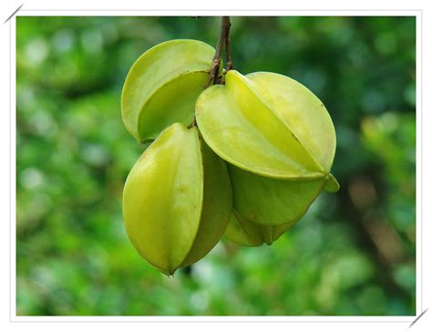 Starfruit tree is a tree unlocked at farm level 55. CARAMBOLA (Averrhoa carambola L.)