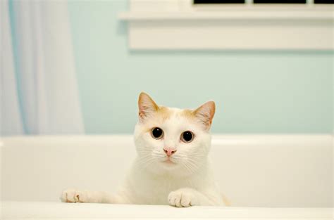 Why Do Cats Love The Bathtub Popsugar Pets