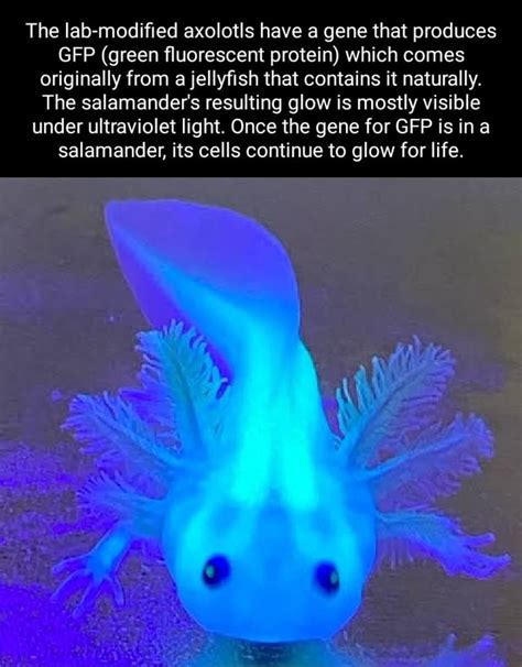 The Lab Modified Axolotls Have A Gene That Produces Gfp Green