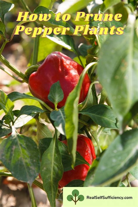 How To Prune Pepper Plants For Optimal Health And Bigger Harvests