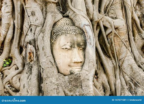 Beautiful Photo Of Ayutthaya Buddha Head Temple Ruins Taken In Thailand
