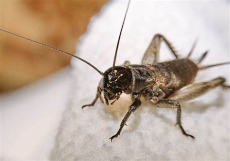 How To Get Rid Of Crickets Inside House Naturally Step By Step