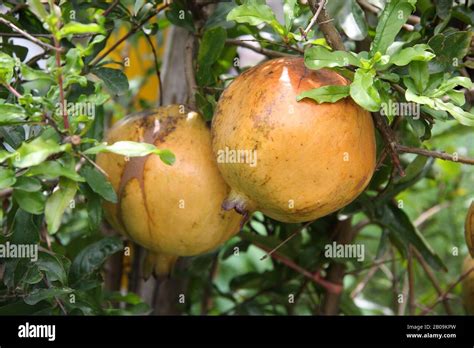 Pomegranate Punica Granatum Locally Called Anar Or Dalim Fruit Tree