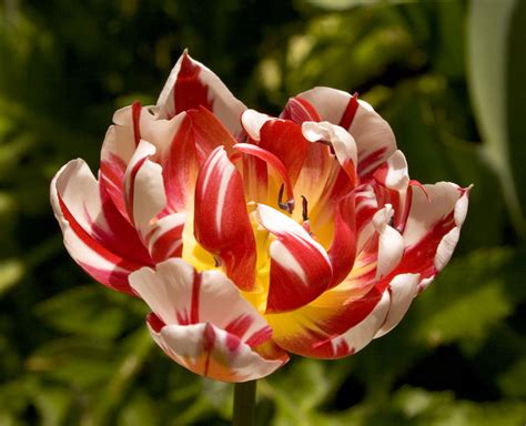 Codominance and incomplete dominance are two phenomena that deviate from mendelian when completely dominant red flowers cross with white flowers, the resulting progeny consisted of pink. Mendel/ Dominance/ Punnett Squares etc...? | Yahoo Answers