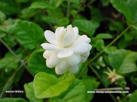 ดอกมะลิ เป็นดอกไม้เล็ก ๆ สีขาวนวลที่มีกลิ่นหอมชวนดม ถูกนำมาใช้เป็นสัญลักษณ์ วันแม่ และถือเป็นพันธุ์ไม้มงคลที่มีมาแต่. BlogGang.com : : นายไม้ประดับ : ดอกมะลิ สำหรับวันแม่ 12 ...