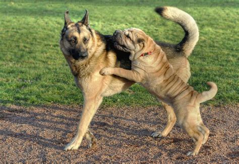 Free Images German Shepherd Vertebrate Dog Breed Korean Jindo Dog