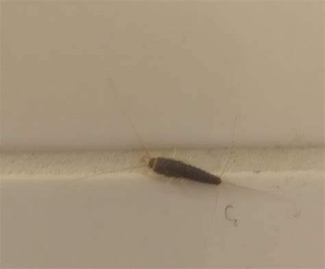 Species Identification What Is This Insect Found In A Shower