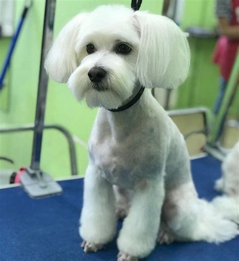 30 Best Maltese Haircuts For Dog Lovers Page 2 The Paws Maltese