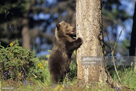Grizzly Bear Cub Next To Tree High Res Stock Photo Getty Images