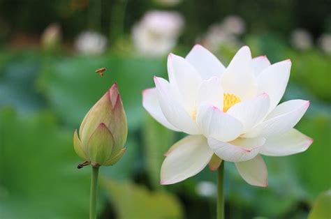 Bunga Lotus Habitat Morfologi Dan Perbedaannya Dengan Bunga Teratai