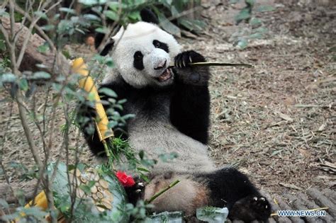 Giant Pandas Birthday Celebrated In Singapore Global Times