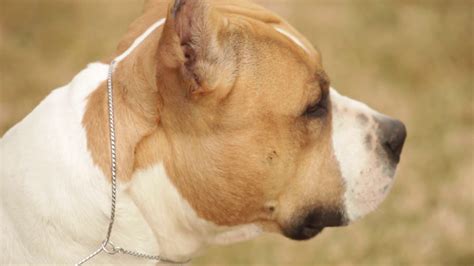 American Staffordshire Terrier A Dog Lovers Introduction