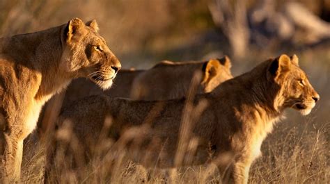 Leões Em Luta Documentários Natureza E Vida Selvagem Rtp