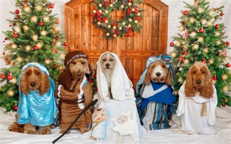 Dog Daycare Celebrates Christmas With End Of School Nativity Paw Formance