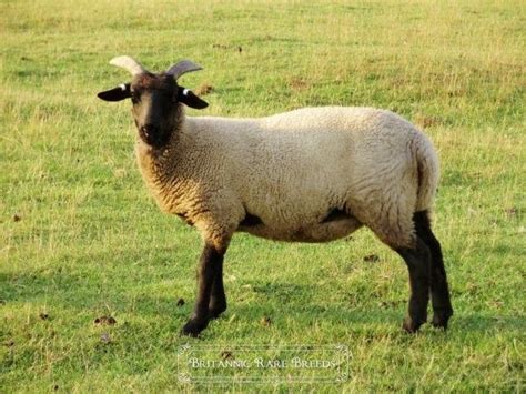 Norfolk Horn Sheep Breeds Britannic Rare Breeds Sheep Breeds