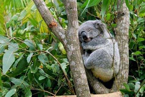 Koala Appearance Diet Habitat And Facts Britannica