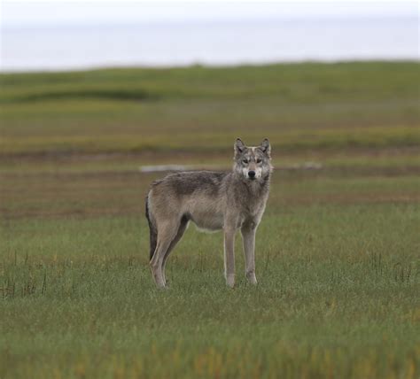 Wolf In The Grass At Nanuk Churchill Wild Polar Bear Tours