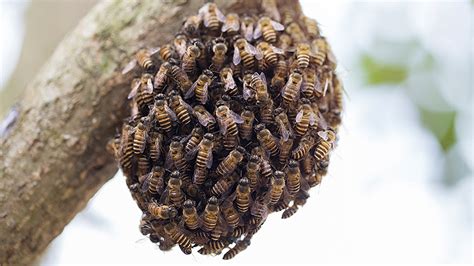 Beekeepers Warm Weather Warning ‘do Not Be Frightened Of Swarming