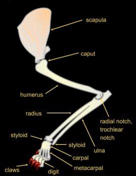 Hand reflexology zone massage areas names. front leg | Cat anatomy, Anatomy images, Cats