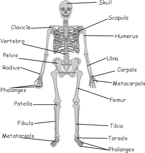 Labeling Of A Human Skeleton