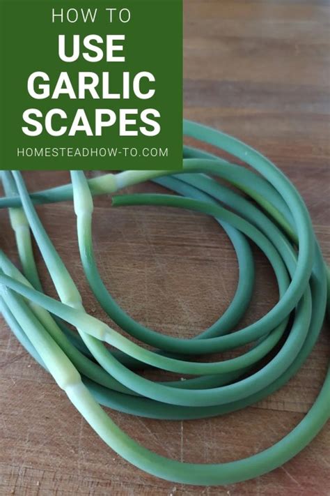 How To Harvest And Use Garlic Scapes Homestead How To