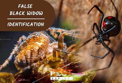 False Black Widow Identification Habitat And Control Pest Samurai