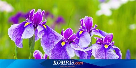 Mengenal Asal Usul Dan Arti Bunga Iris Berdasarkan Warnanya