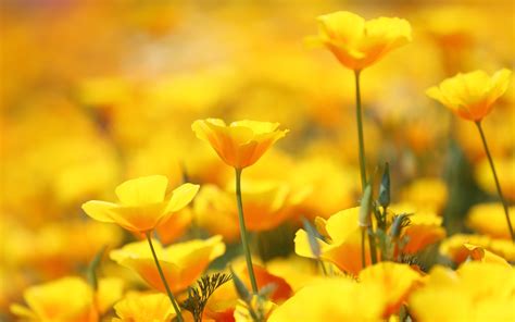 Only the best hd background pictures. Yellow Flowers Wallpaper Phone > Yodobi