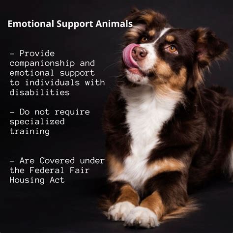 ESA Letter Online for Your Emotional Support Animal | Emotional support animal, Support animal 