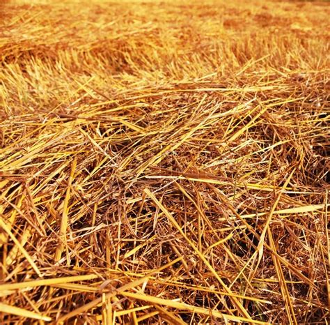 Hay Straw Stack Texture On Field Stock Image Colourbox