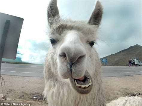 Photos Show Llamas In Argentina Posing For Selfies With Tourists