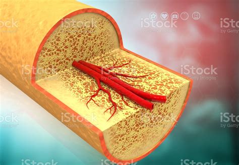 The compact bone is made up of osteon. Cross Section Anatomy Of Human Bone Stock Photo - Download Image Now - iStock