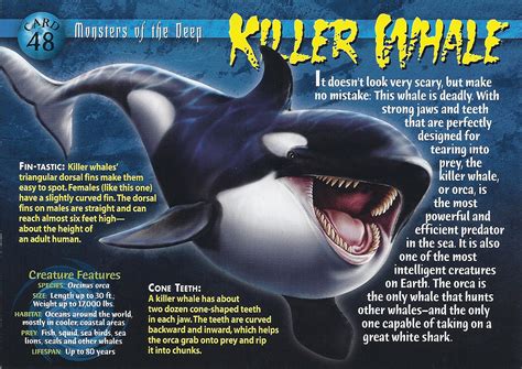 Killer Whale Wierd Nwild Creatures Wiki