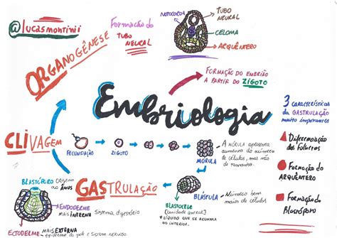 Mapa Mental Embriologia Ensino M Dio