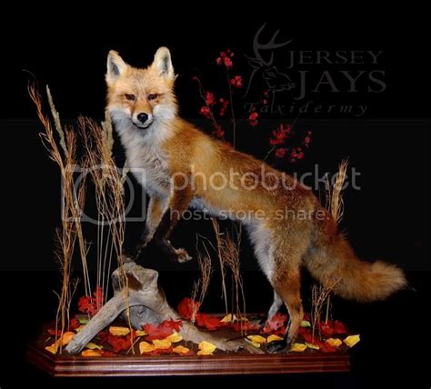 Red Fox Mounts New Completions From Jersey Jays Taxidermy New