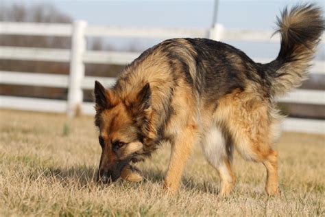 German Shepherd Howling - 9 Causes And How To Prevent It